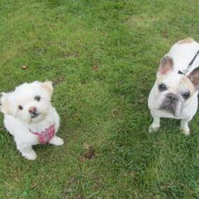 Hondenfoto van Sigrid, Sandy, Diva & Nala