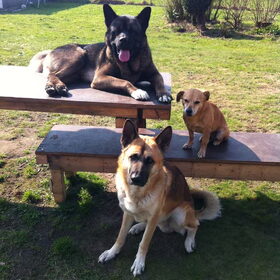 Mijn honden van boven naar onder: Ballou - Reu - Akita - 1,5…