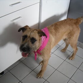 met haar nieuwe bandana hihi