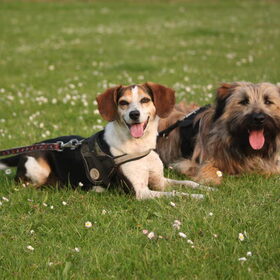 Hondenfoto van team Shadow