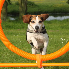 Hondenfoto van team Shadow