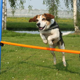 Hondenfoto van team Shadow