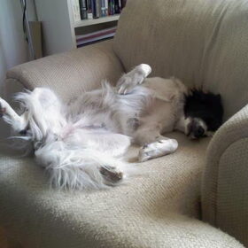 border collies drukke honden?