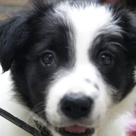 Wie is er zo'n lieve puppy?