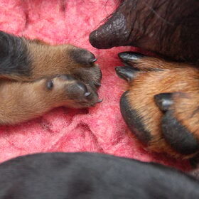 Hondenfoto van Veronique, Hugo, Jay-Dee & Mandy