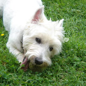 Chaya +/- 10 jaar oud