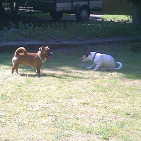 Dexx en Noxx lekker samen .