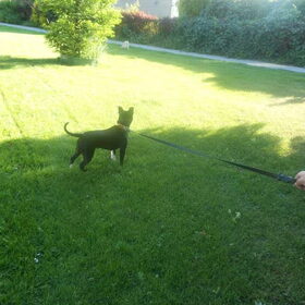 Ik zie ik zie wat jij niet ziet en het is een chihuahua!
