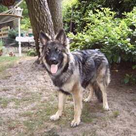 Wolf het jonge manneke