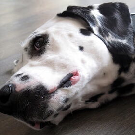 Onze logee..