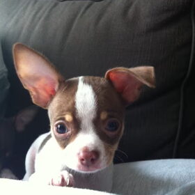 Schattige Jackey