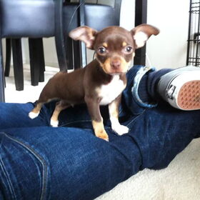 Bruno 10 weekjes oud, 1e dagje bij ons!