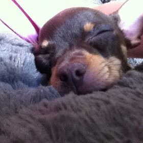 Bruno in slaap!