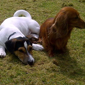 Noxx en Daisy heerlijk in het gras.