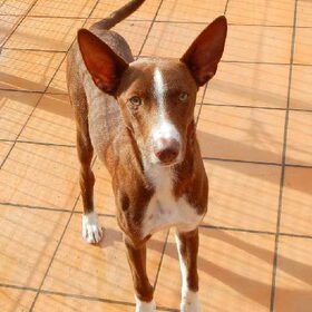 en dit is kinga mijn andere podenco