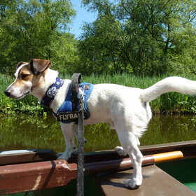 Varen, Nieuwkoopse Plassen.