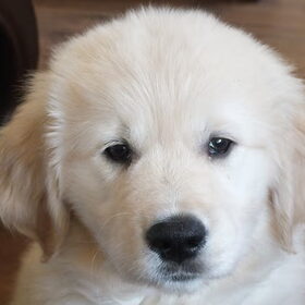 Onze Takoda, toen hij een week bij ons was en ongeveer 9 weken…