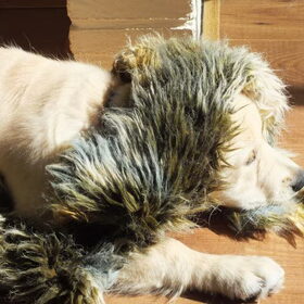 Takoda is gek op zijn knuffels en op het stuk namaakbont dat hij…