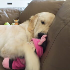 En knuffelen met Minnie op de bank.