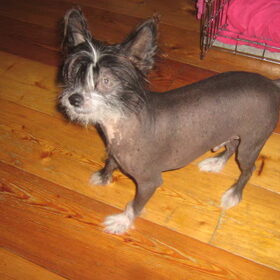 de hond van mijn moeders friendinwil je hem eerst vragen