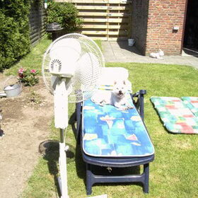 Hondenfoto van Diane, Luna en Jessie
