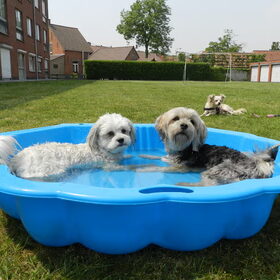 Hondenfoto van Melissa, Dempsey, Taiko, Minos & *Nina*