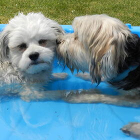 Hondenfoto van Melissa, Dempsey, Taiko, Minos & *Nina*