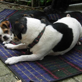 Misty en Jimmy in de tuin bij mijn moeder. Twee ondeugende bij…