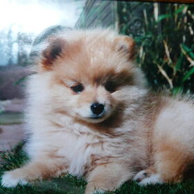 Dit is Sammie als puppy