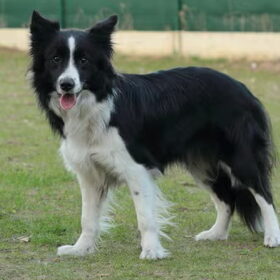 Dit is Jessy de mama van de pups.