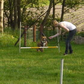 Hondenfoto van Sasch&de 2 idioten ^.^