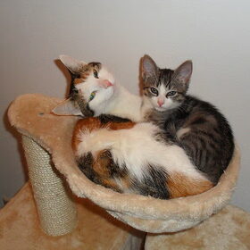 Lizzy en Devil (kitten van gina)