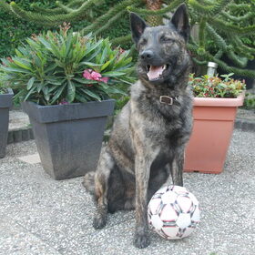 http://hollandseherders-storm-en-beer.nl Storm ( Douglas) Speelt…