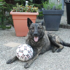 http://hollandseherders-storm-en-beer.nl Storm (Douglas) als…