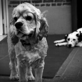 Billie en Jolie (je zou het niet zeggen, maar die kleine Engelse…