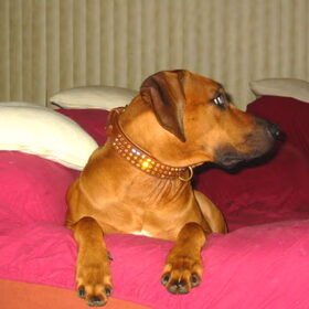 Hondenfoto van Rhodesian