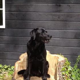 Philo onze Labrador van bijna 13