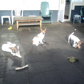 jazz pop en sady in de tuin