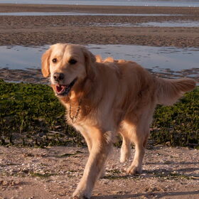 Ik hou van het hondenstrand.. het is 3 minuten rijden :D