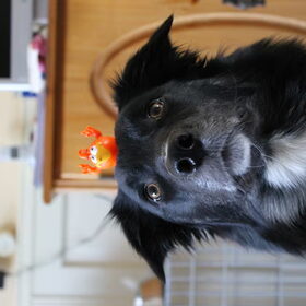 hahaha hup holland hup hond!