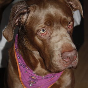 Onze lieve mooie meissie Bumper!!