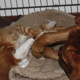 Groot en stoer maar oh zo een klein lief hartje!!