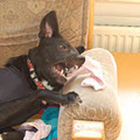 Hondenfoto van ingrid en ingrid van ( hero )