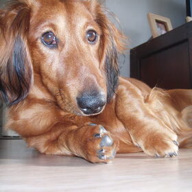 Dit is onze donya. Een grote deugeniet..