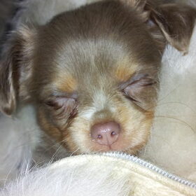 lief