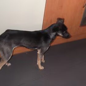 Hondenfoto van Doberkiki
