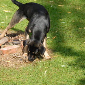 Hondenfoto van Doberkiki