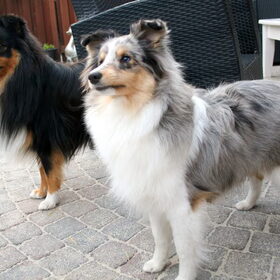 Bailey en dusty
