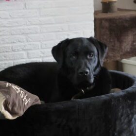 dag bench hallo nieuwe mand! zo blij!!