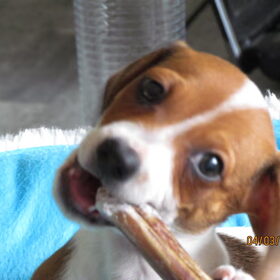Onze nieuwe Piebald Teckel, Goofy weer een heerlijk teckel...